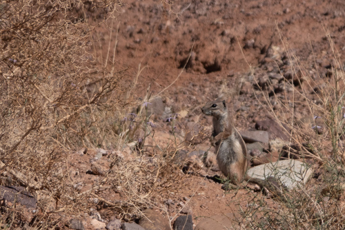 Barbary Ground Squirrel
