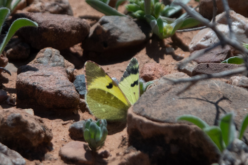 Greenish Black-tip