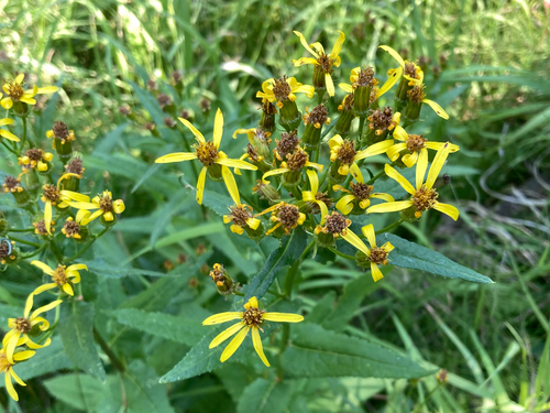 Senecio triangularis, photograph 5