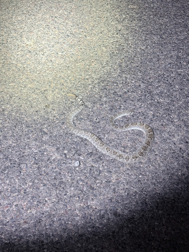Western Diamond-backed Rattlesnake