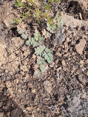 Lomatium martindalei, 2026-08-19