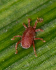 Balaustium