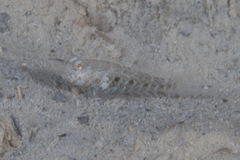 Cryptocentrus caeruleomaculatus