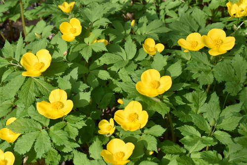 Image of Forest Poppy (Hylomecon japonica) by (c) Repina Tatyana, some rights reserved (CC BY)