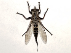 Efferia aestuans