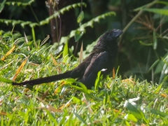 Crotophaga ani