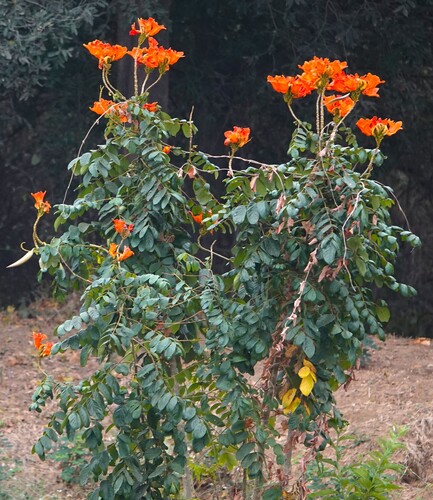 African tulip tree