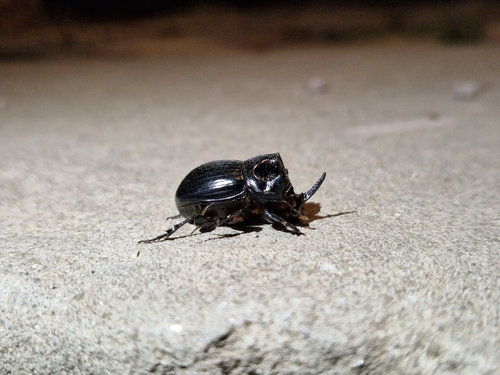 Copris lunaris