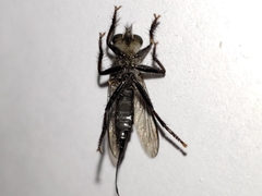 Efferia aestuans