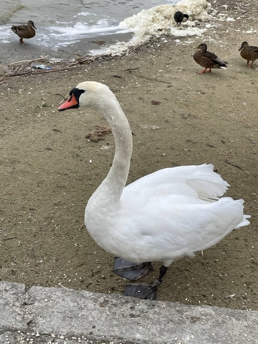 Mute Swan