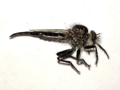 Efferia aestuans