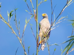 Rupornis magnirostris