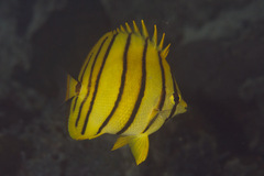 Chaetodon octofasciatus