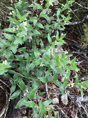 Ditaxis aphoroides