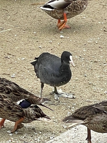 Eurasian Coot