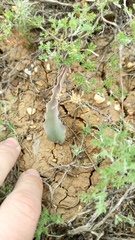 Tulipa alberti