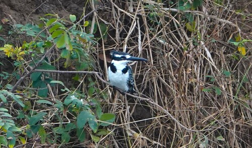 Pied Kingfisher
