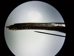 Efferia aestuans