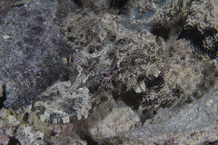 Platycephalidae