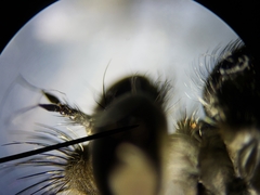 Efferia aestuans