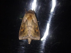 Bellura densa
