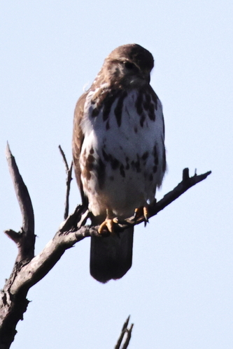 iNaturalist image