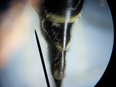 Efferia aestuans