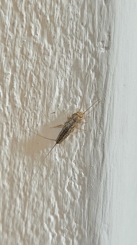 Four-lined Silverfish