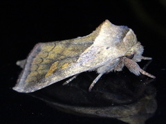 Bellura densa