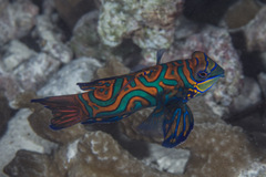 Synchiropus splendidus