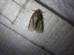Chytonix