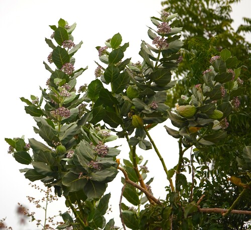 giant milkweed