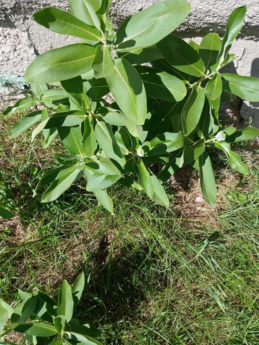 common milkweed