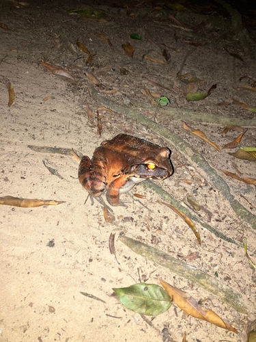 Smoky Jungle Frog