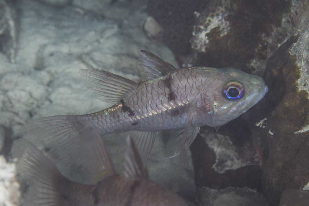 False Threespot Cardinalfish
