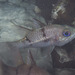 Twobar Cardinalfish - Photo (c) Mark Rosenstein, some rights reserved (CC BY-NC), uploaded by Mark Rosenstein