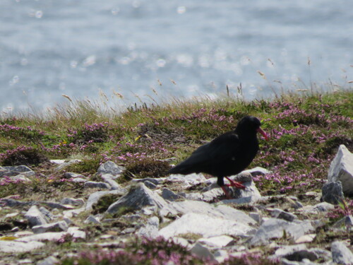 Red-billed Chough
