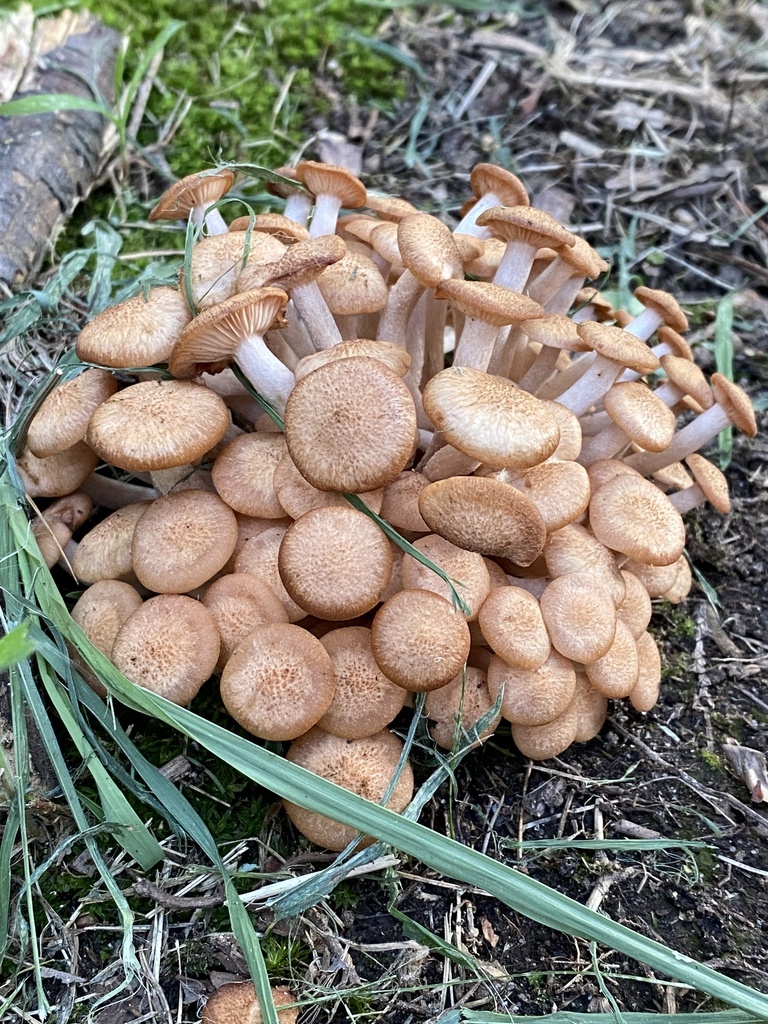 Ringless Honey Mushroom · August 2026 · photo: Photo: (c) Adam Leisenring, some rights reserved (CC BY) · iNaturalist