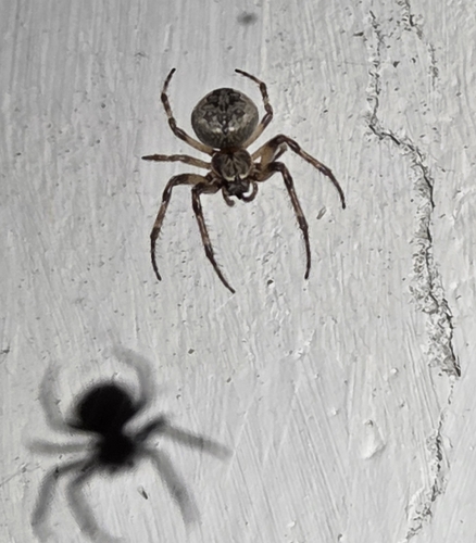 Larinioides ixobolus