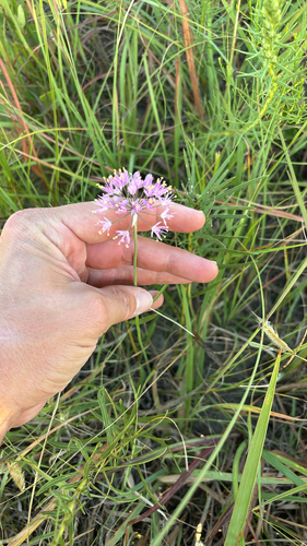 Prairie Onion