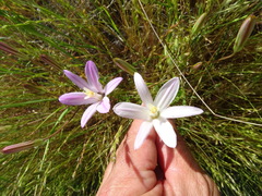 Brodiaea sierrae