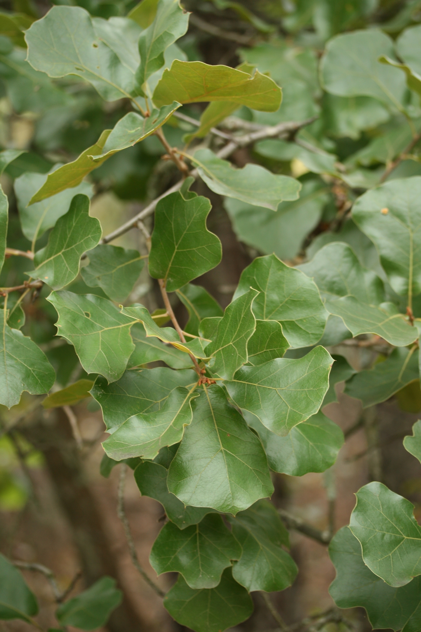 Quercus marilandica