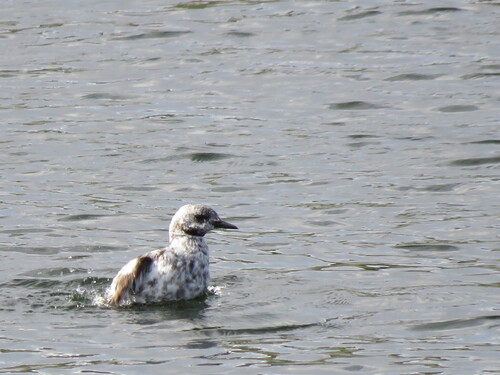 Black Guillemot