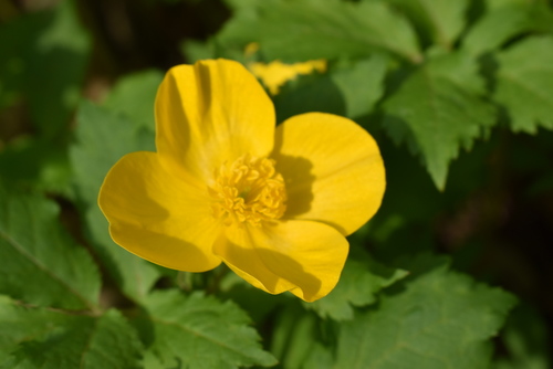 Image of Forest Poppy (Hylomecon japonica) by (c) Repina Tatyana, some rights reserved (CC BY)