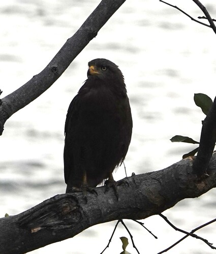 Western Banded Snake-Eagle