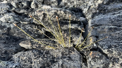 Carex capitata observed 2026-08-20