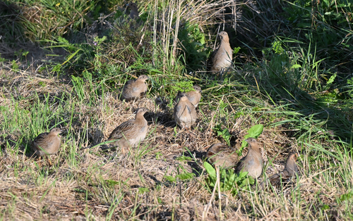 Gray Partridge