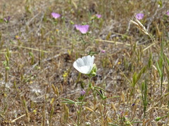 Sidalcea hartwegii