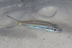 Cheilodipterus isostigma