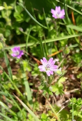 Geranium columbinum